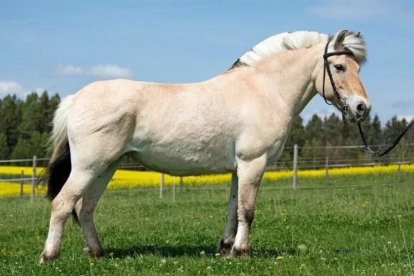 The Oldest Horse Breeds From Around The World